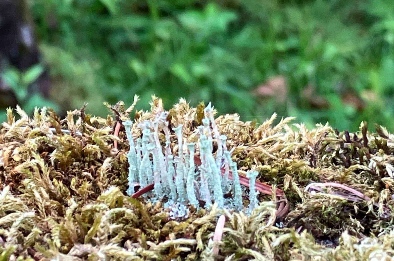 ウェブショップのお休み。本日31日(金)~11月1日(土)