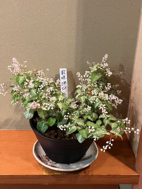 明けましておめでとうございます。